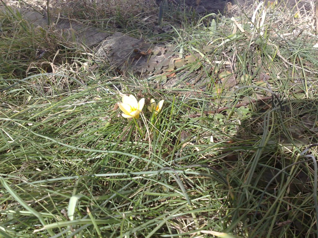 Krokusarna blommar förstås redan